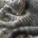 Kitten needing a good home-0