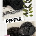 Cockapoo (Poodle cross Cocker Spaniel) puppies!-0