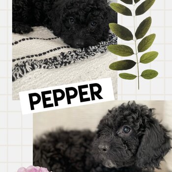 Cockapoo (Poodle cross Cocker Spaniel) puppies!