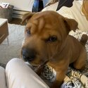 Shar Pei puppy looking for her forever home.-0