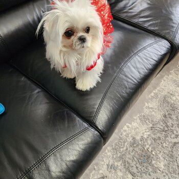 Teacup maltese 