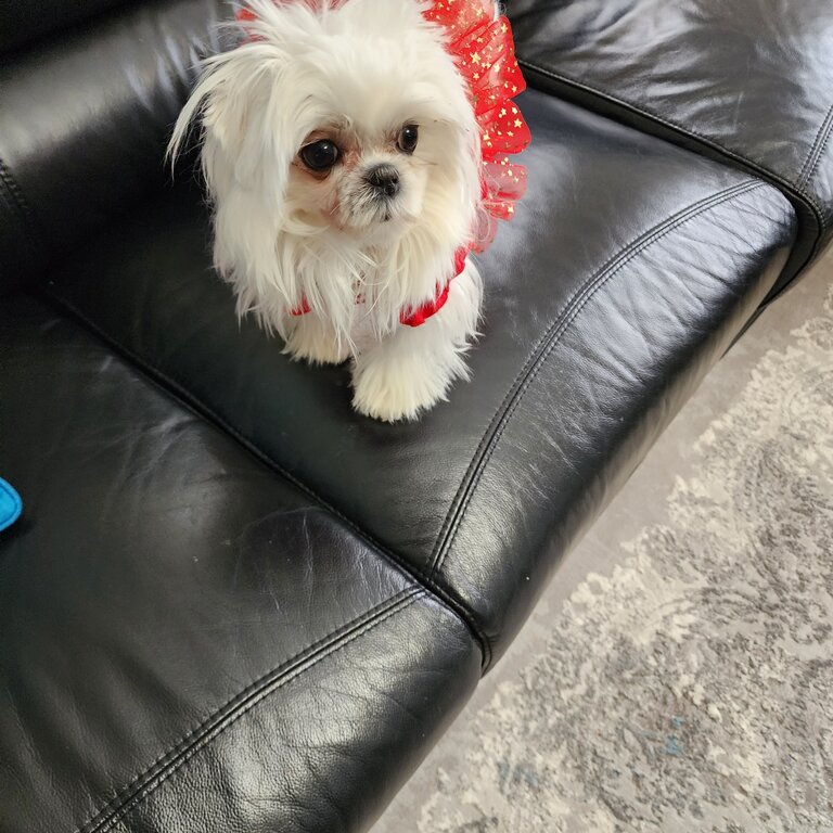 Teacup maltese 