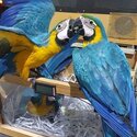 Macaws handreared-3