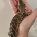 Juvinile Blue Tounge Skinks-1