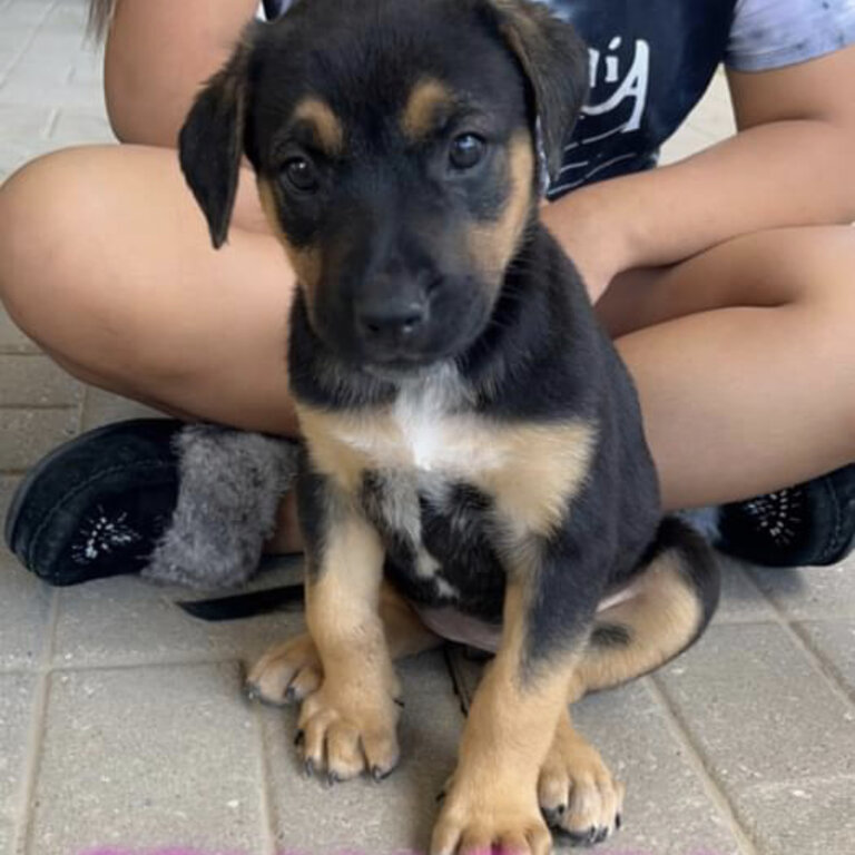 CANE CORSO SHEPPARD MIX PUPPIES