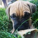 Mastiff Puppies-2