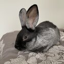 Pedigreed Rabbits for Sale-2