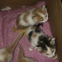 Kitten for sale-1