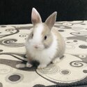 Netherland Dwarf Bunnies for sale-3