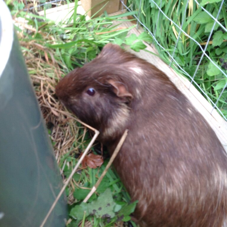 Guinea pigs for Adoption 