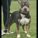 American Bully puppy for sale-1