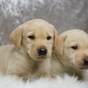 4 months purebred black ,cream white and grey labrador puppies-3