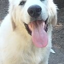 4 months old Great Pyrenees pups -1