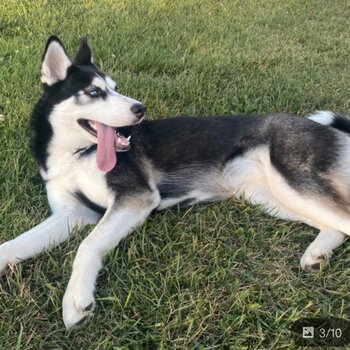 Husky Puppy