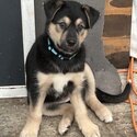 Puppy seeking new home -1