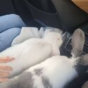 White flemish giant female-2