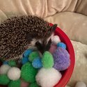 Hedgehog for sale-3