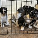 German Short Haired Pointer Cross Puppies-1