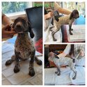 German Shorthaired Pointers for sale -2