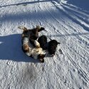 Bernese x Puppies - Born on Christmas Day-4