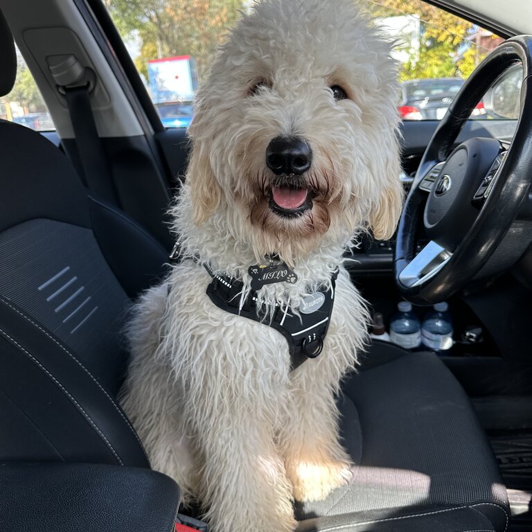 Mini Goldendoodle