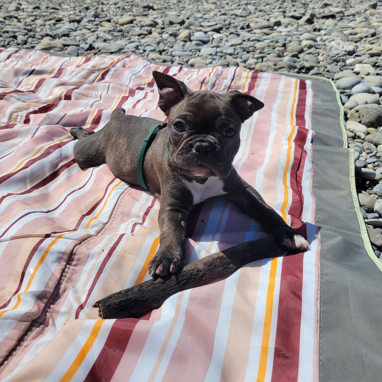 Adorable Frenchton Puppy