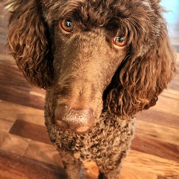 Beautiful Standard Poodle