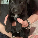 Puppies!!! Black-Lab German-Shepherd Golden-Retriever Mix (REGINA SK) -1