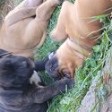 Mastiff Puppies-4