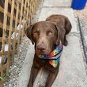 11 month old Chesapeake seeking experienced home.-0