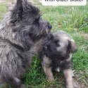 Half Cairn,  quarter westie, quarter Border terrier -3