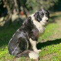 Long haired purebred Border Collie puppies-1