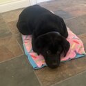 Black Labrador looking for a forever loving home-1