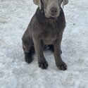 One silver lab and one charcoal lab-2