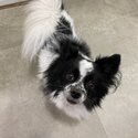 Oreo is looking for his forever home -1