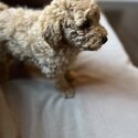 Apricot Purebred Miniature Poodle-4