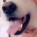 Great Pyrenees/4 years/ Neutered-3