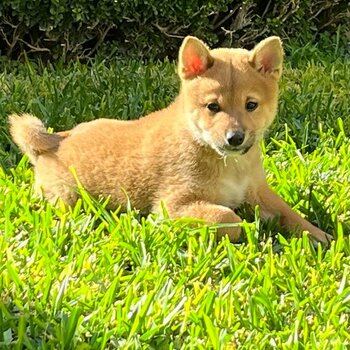 Shiba Inu male puppy 