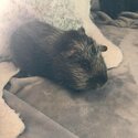 2x Guinea Pigs FREE to a Good Home!-0