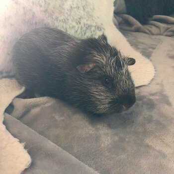 2x Guinea Pigs FREE to a Good Home!