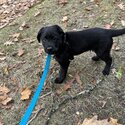 2 weeks purebred black labrador puppy (boy)-3