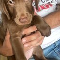 Purebred chocolate labs -0