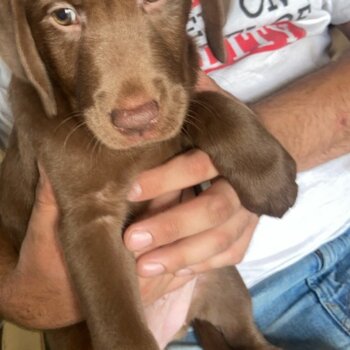 Purebred chocolate labs 