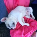 Adorable French bulldog puppy -5