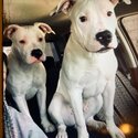 Dogo Argentino and bullybred blue nose pitbull-4