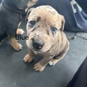  Catahoula Leopard Hound Puppies-1