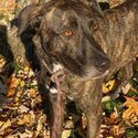 Plotts Hound - PUMA - Rescue dog -2