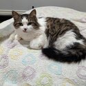 Cat needs a new home -1