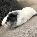 2x Guinea Pigs FREE to a Good Home!-4