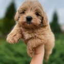 Beautiful Havanese &amp; King Charles Puppies -4